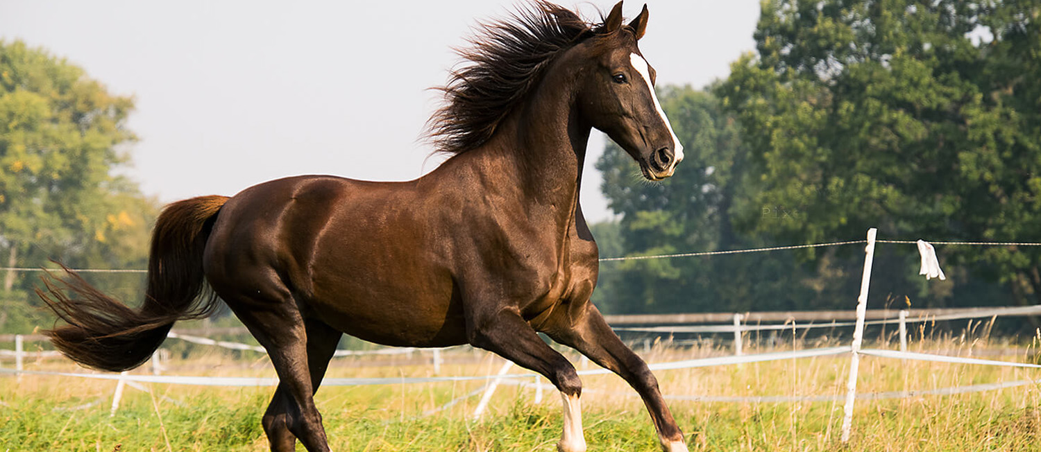 Caring for Geriatric Horses