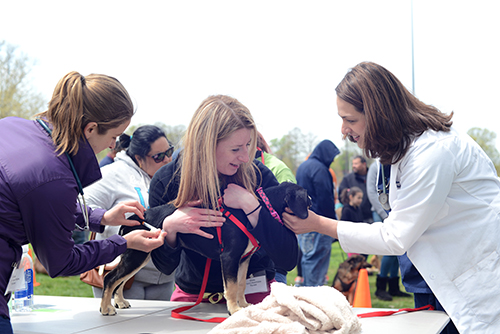 Penn Vet's Shelter Medicine volunteering at Pets For Life event on World Veterinary Day