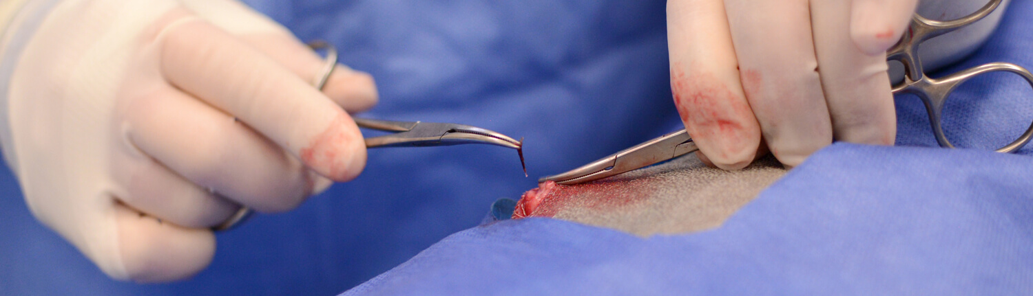 Dr. Chiara Curcillo removes a quill from Daisy’s body. The dog would have more than 100 quills removed over many months.