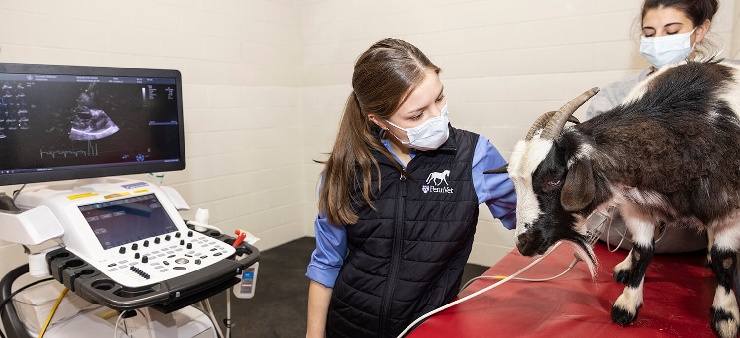 Dr. Laurence Leduc performs an ultrasound on Milkshake during a follow-up appointment.