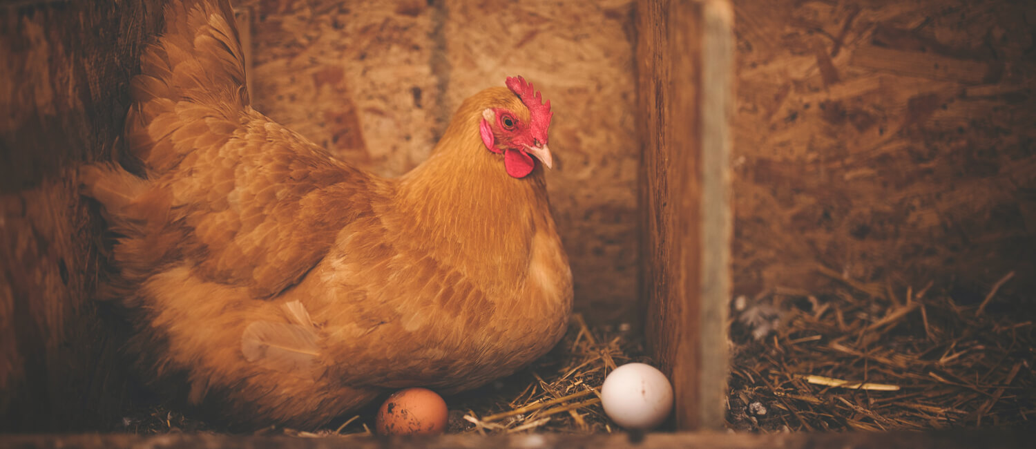 Backyard chickens