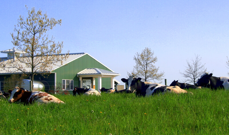 In pre-Covid-19 times, the Marshak Dairy at Penn Vet’s New Bolton Center was a place for teaching as well as research. Now an essential crew of workers remain to care for the cows, as other veterinarians in the School continue to care for livestock around the region.