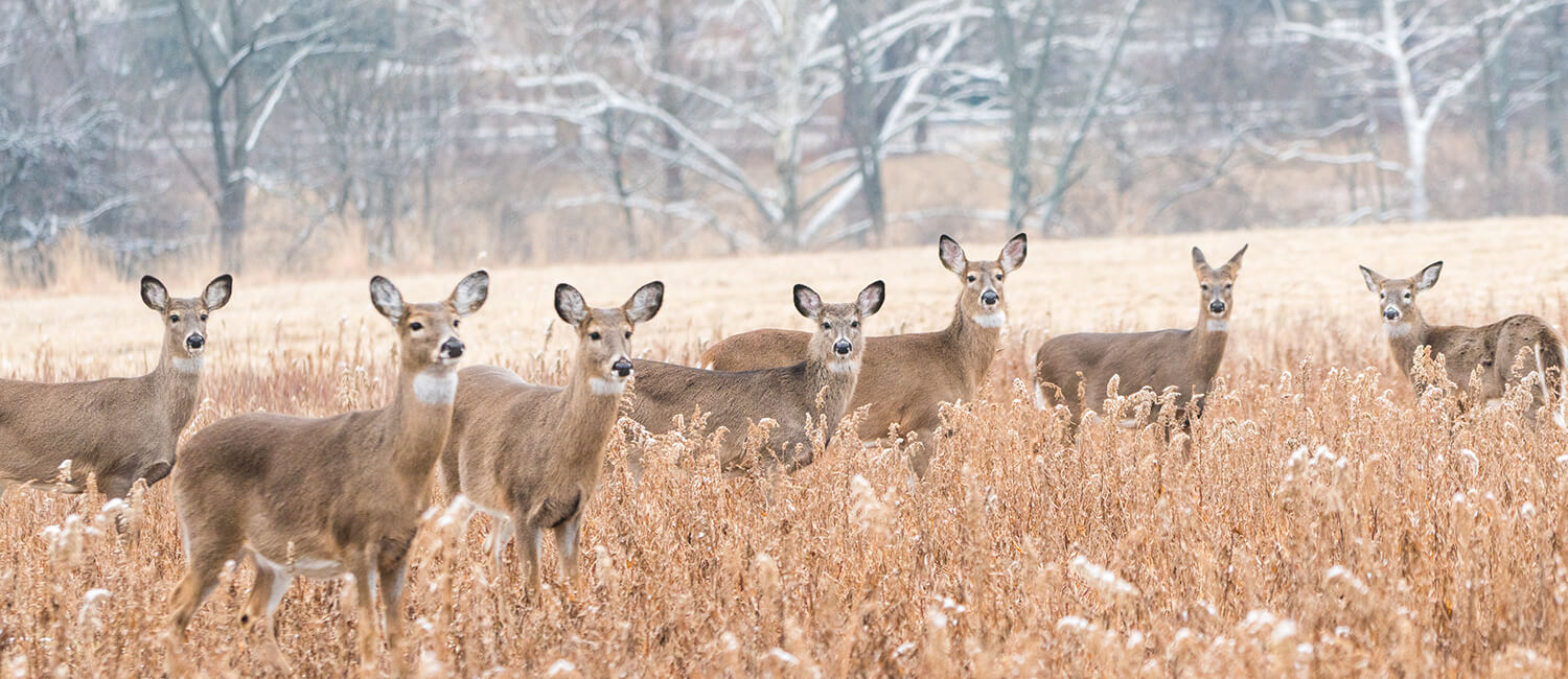 Pennsylvania Wildlife Futures Program