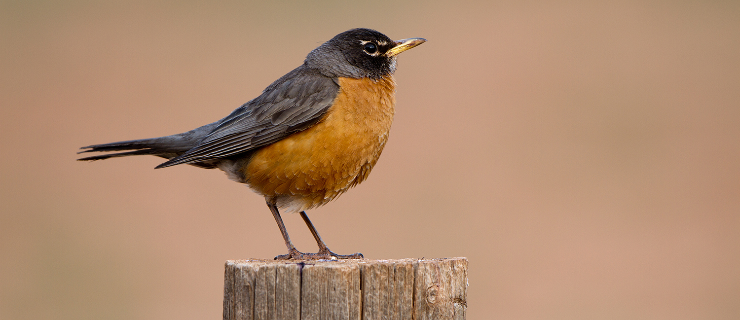 Robin - photograph courtesy of Jack Kemp