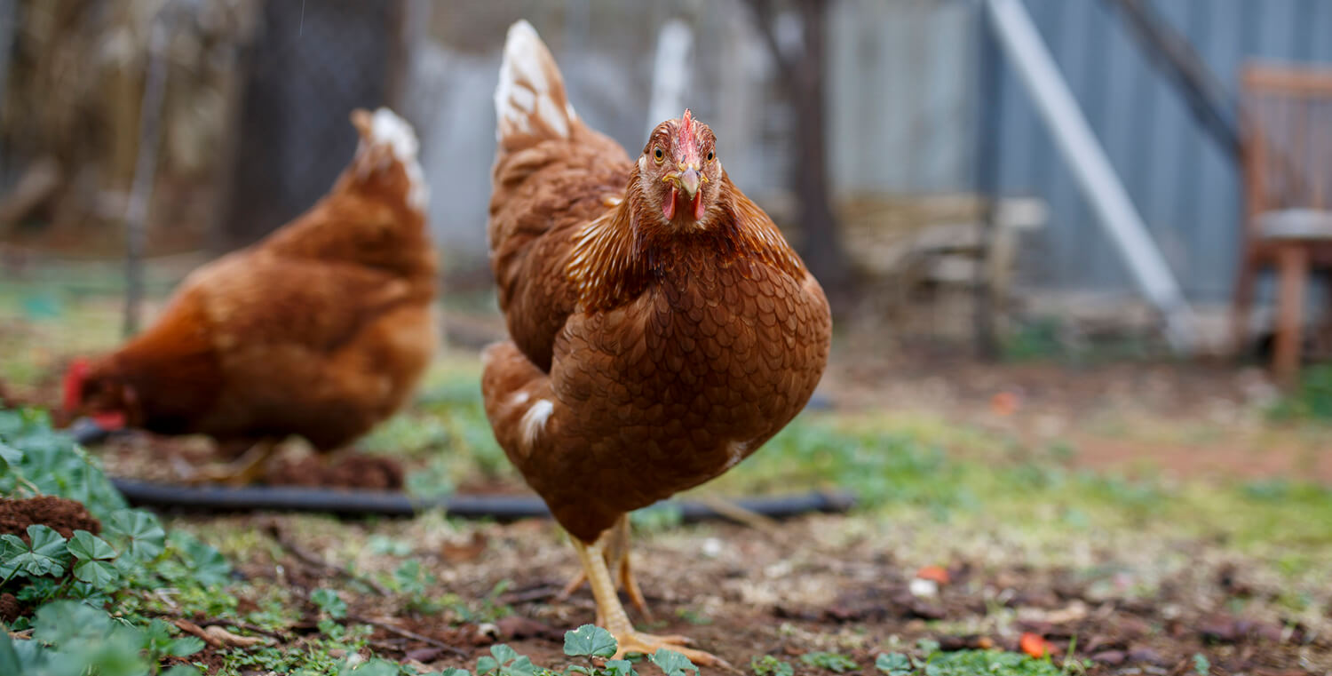 Photo of backyard chickens