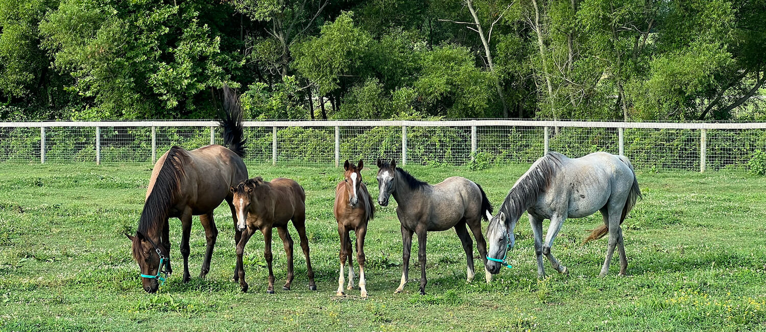 Equine-IVF-header