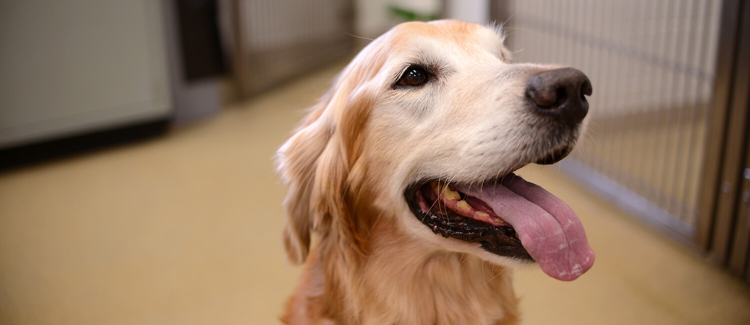 Picture of golden retriever