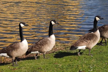 geese