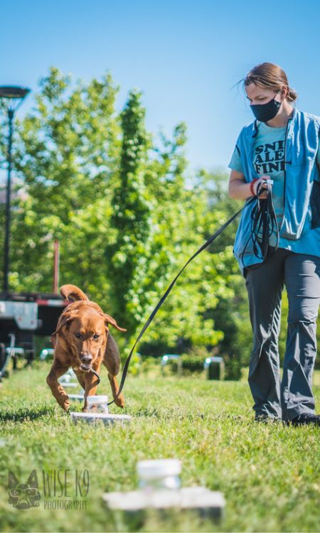 Sarah Kane, a former research assistant at the Penn Vet Working Dog Center, works with Labrador retriever Charlie to assess CWD samples in the field.